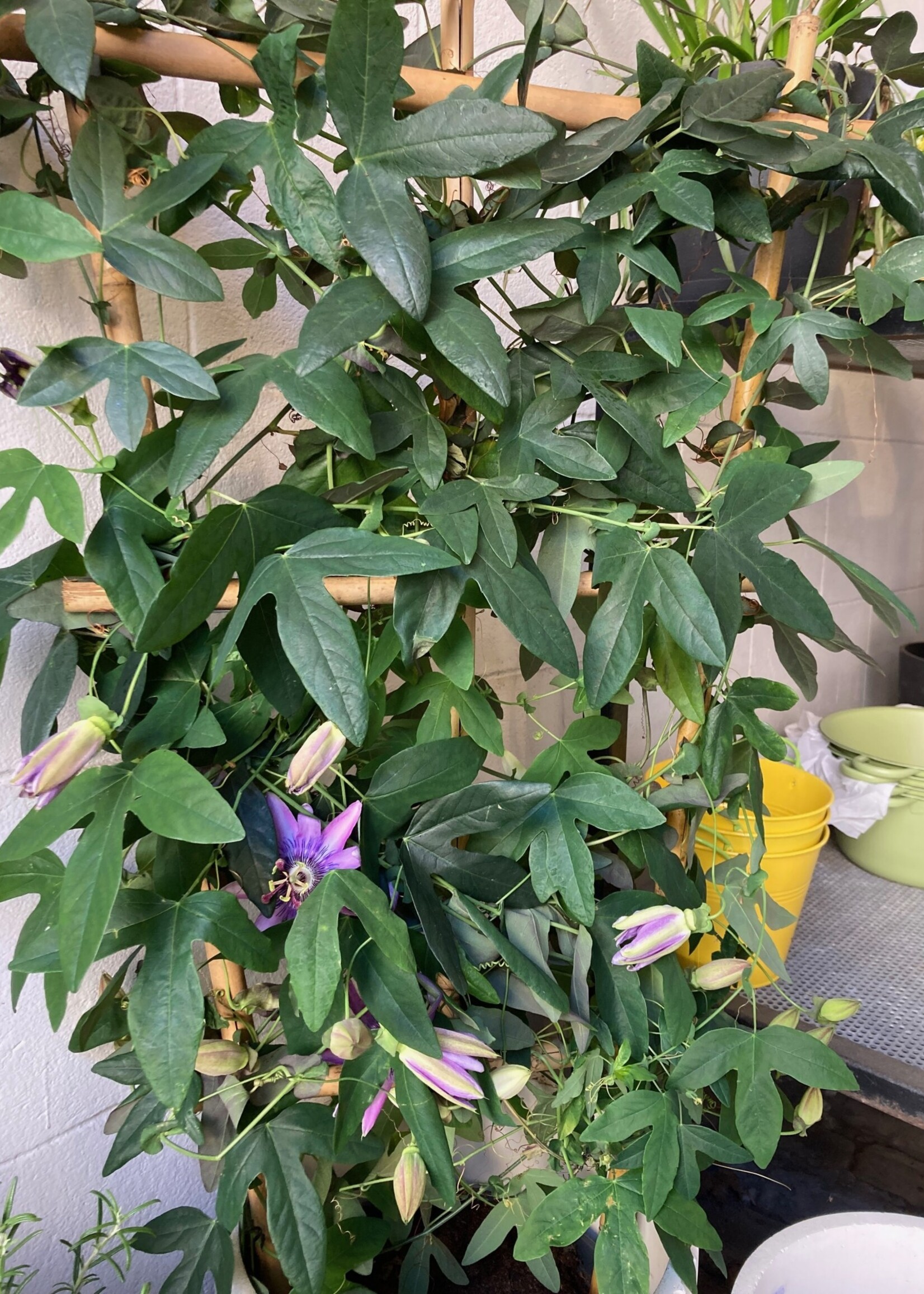 Passiflora Lavender lady op bamboeladder, hoogte 80 cm