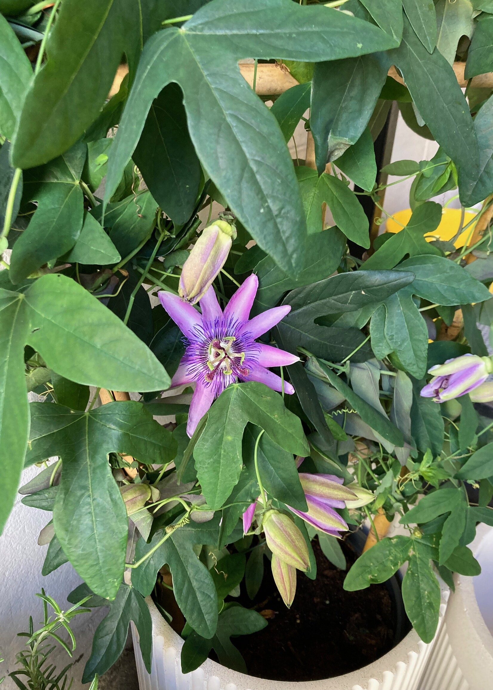 Passiflora Lavender lady op bamboeladder, hoogte 80 cm
