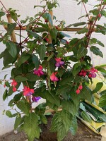 Fuchsia ladder Ø23 cm 80 cm