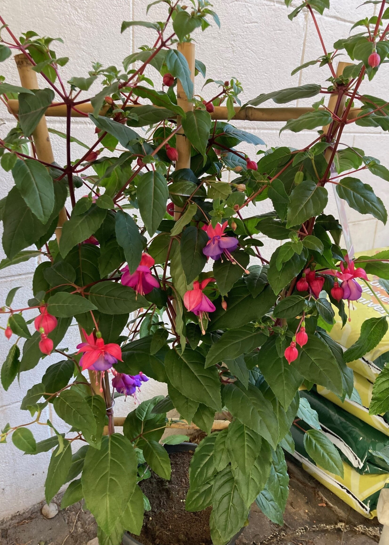 Fuchsia ladder Ø23 cm 80 cm