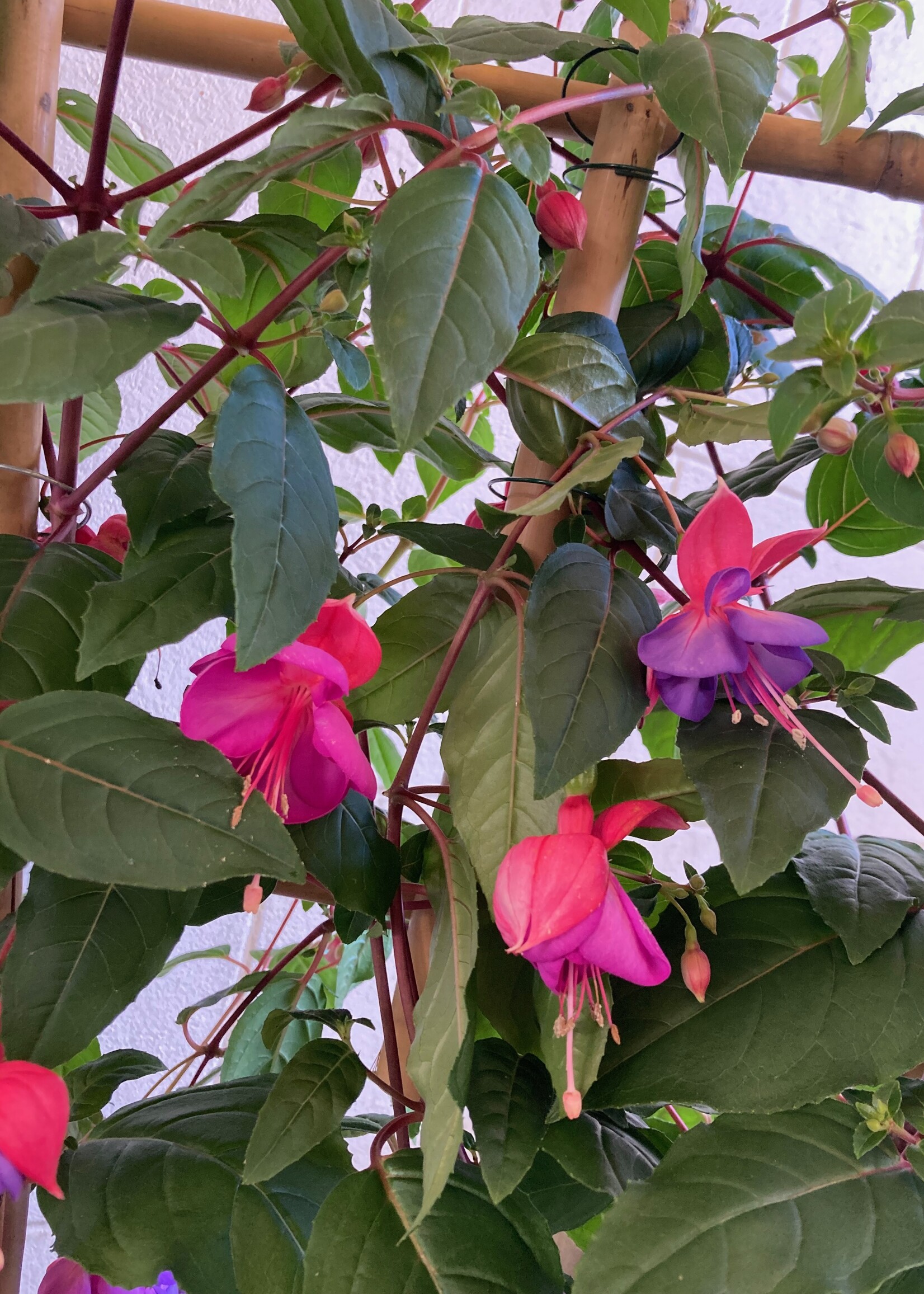 Fuchsia ladder Ø23 cm 80 cm