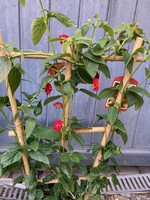 Lantana rood ladder Ø23 cm h80 cm