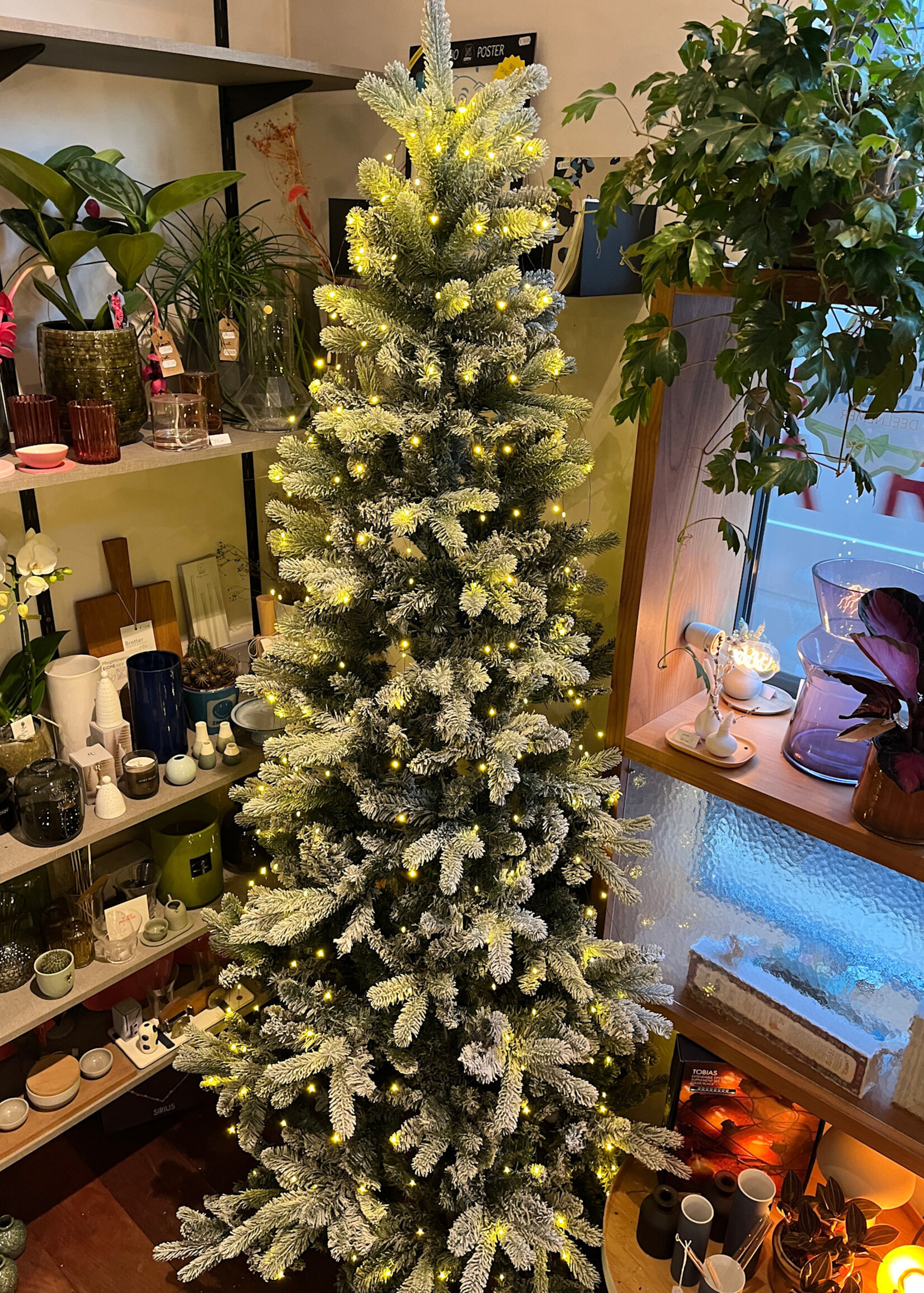 Sirius Elias Christmas Tree With Snow With Knirke H2,4+5m