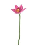 Aveva design Aveva design ENDLESS FLOWER, lily, pink