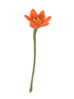 Aveva design Aveva design ENDLESS FLOWER, lily, coral