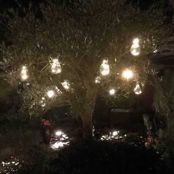 O'DADDY® Solarlamp Gloeilamp Asellus(set van 4)