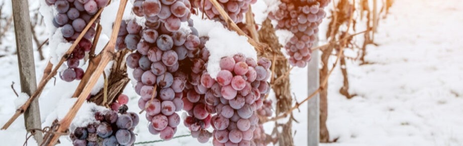 Winterdruiven