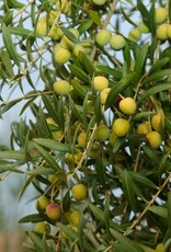 Laventura Extra Vierge - 75 cl - Catalonië (SP)