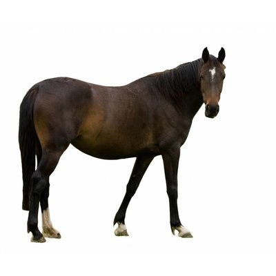 Vers vlees (KVV) voor de hond | Degomeat | Paard mix | 1000 gram