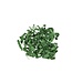 Sizzle, Forest Green