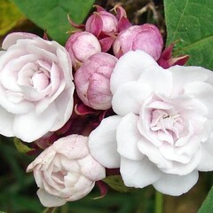 Bloemen-flowers Clerodendrum philippinum - Philippine glorybower