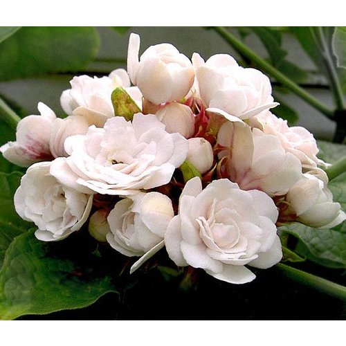 Bloemen-flowers Clerodendrum philippinum - Philippine glorybower