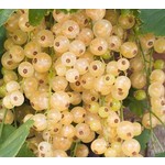 Eetbare tuin-edible garden Ribes rubrum Werdavia - Witte aalbes