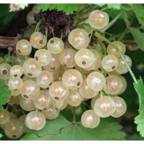 Eetbare tuin-edible garden Ribes rubrum Werdavia - Witte aalbes