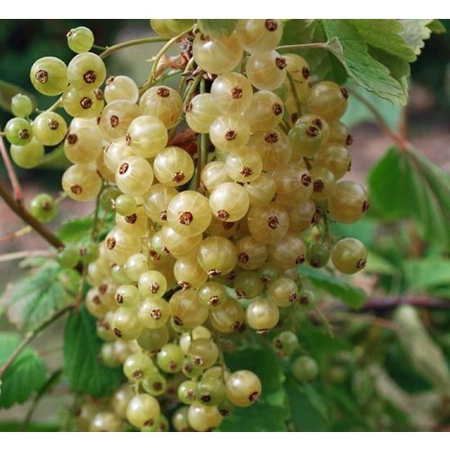 Eetbare tuin-edible garden Ribes rubrum Werdavia - Witte aalbes