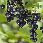 Eetbare tuin-edible garden Ribes nigrum Titania - Zwarte bes
