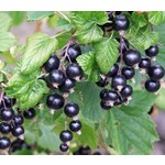 Eetbare tuin-edible garden Ribes nigrum Titania - Black berry