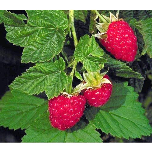 Eetbare tuin-edible garden Rubus idaeus Zefa Herbsternte - Framboos