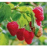 Eetbare tuin-edible garden Rubus idaeus Malling Promise - Raspberry