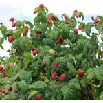 Eetbare tuin-edible garden Rubus idaeus Malling Promise - Raspberry