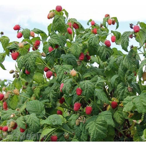 Eetbare tuin-edible garden Rubus idaeus Malling Promise - Framboos