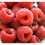 Eetbare tuin-edible garden Rubus idaeus Malling Promise - Raspberry