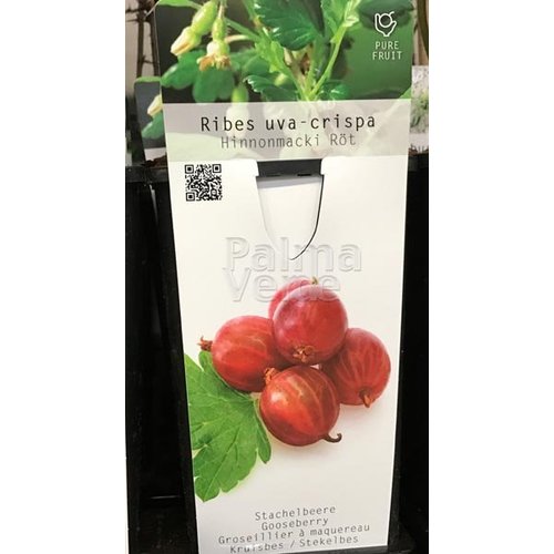 Eetbare tuin-edible garden Ribes uva-crispa Hinnonmacki Röd - Rode kruisbes