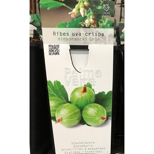 Eetbare tuin-edible garden Ribes uva-crispa Hinnonmacki Grön - Groene kruisbes