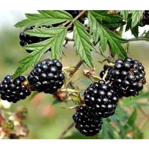 Eetbare tuin-edible garden Rubus fruticosus Thornless Evergreen - Braambes