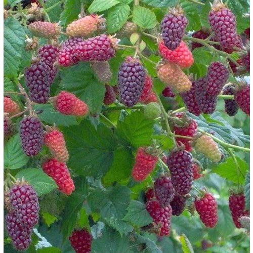 Eetbare tuin-edible garden Rubus loganobaccus Tayberry - Taybes