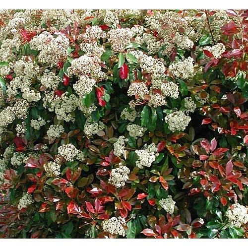 Bloemen-flowers Photinia fraseri Little Red Robin - Glansmispel