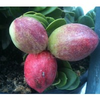 Eetbare tuin-edible garden Carissa grandiflora - Prunier de Natal