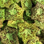 Blad-leaf Podophyllum Spotty Dott
