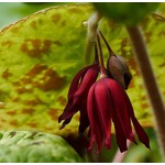 Blad-leaf Podophyllum Spotty Dotty