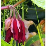 Blad-leaf Podophyllum Spotty Dott