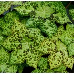 Blad-leaf Podophyllum Spotty Dott