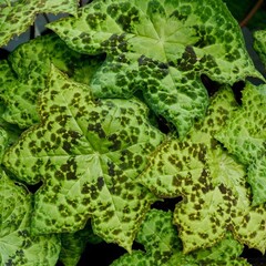 Blad-leaf Podophyllum Spotty Dotty - Voetblad