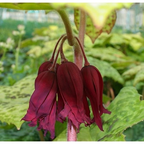 Blad-leaf Podophyllum Spotty Dotty