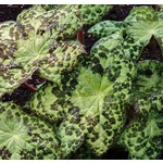 Blad-leaf Podophyllum Spotty Dott