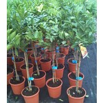 Eetbare tuin-edible garden Citrus sinensis - Orange tree