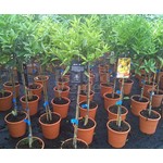 Eetbare tuin-edible garden Citrus reticulata - Mandarine