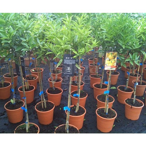 Eetbare tuin-edible garden Citrus reticulata - Mandarine