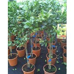 Eetbare tuin-edible garden Citrus limonum - Citrus limon - Lemon