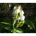 Eetbare tuin-edible garden Vaccinium corymbosum Goldtraube - Blueberry