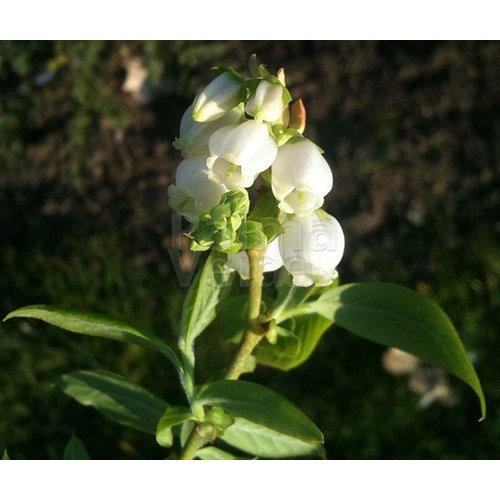 Eetbare tuin-edible garden Vaccinium corymbosum Goldtraube - Blueberry