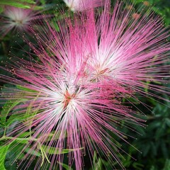 Bloemen-flowers Calliandra Dixi Pink - Surinaamse poederdons