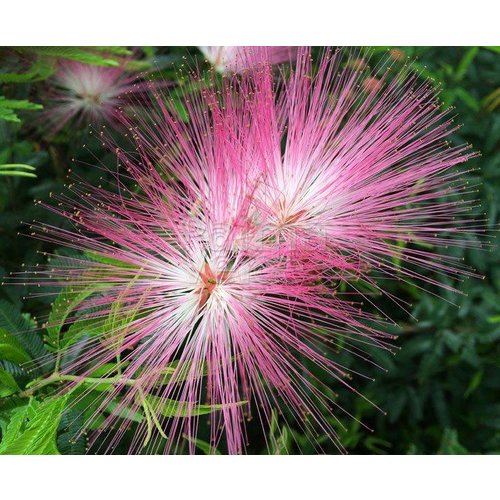 Bloemen-flowers Calliandra Dixi Pink - Surinaamse poederdons