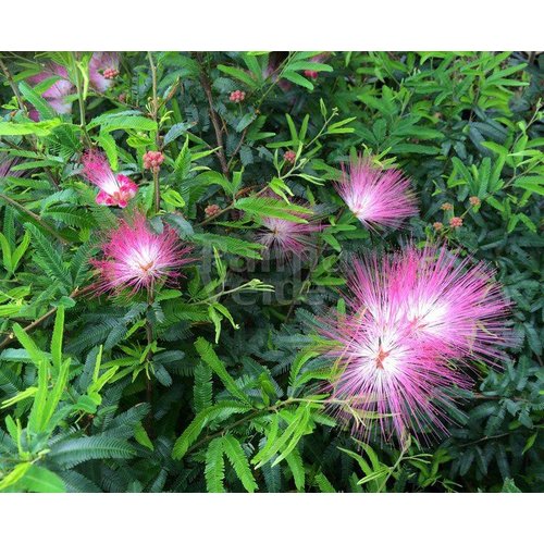 Bloemen-flowers Calliandra Dixi Pink - Surinaamse poederdons