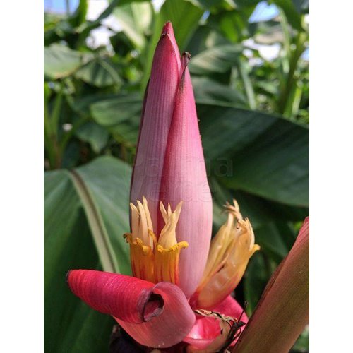 Bananen-bananas Musa velutina - Bananier à fleurs