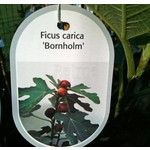 Eetbare tuin-edible garden Ficus carica Bornholm - Winterharde vijgenboom